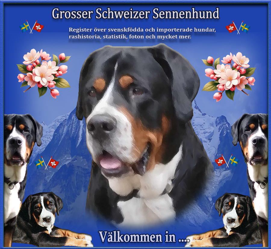 Nyfiken p Grosser Schweizer Sennenhund - Vlkommen in....