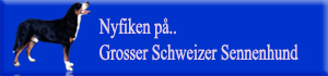Nyfiken p Grosser Schweizer Sennenhund