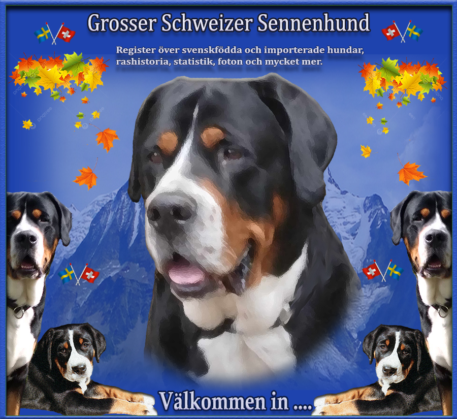 Nyfiken p Grosser Schweizer Sennenhund - Vlkommen in....