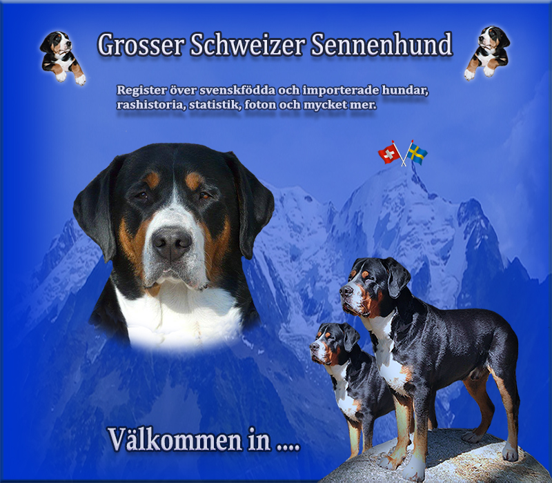 Nyfiken p Grosser Schweizer Sennenhund - Vlkommen in....