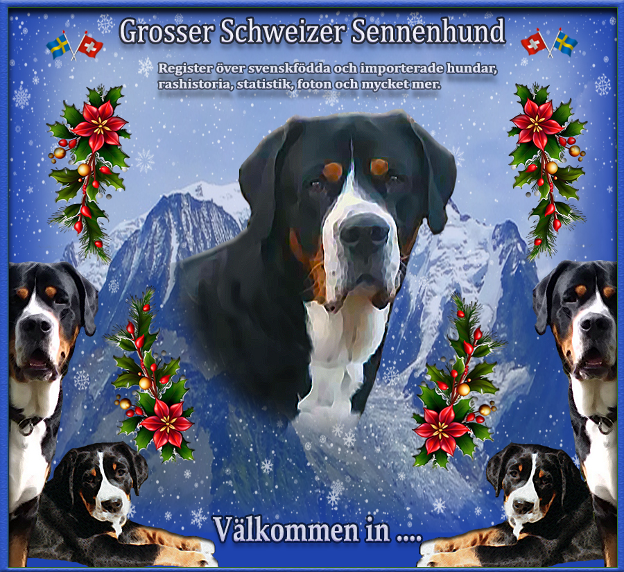 Nyfiken p Grosser Schweizer Sennenhund - Vlkommen in....